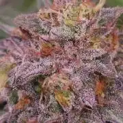 Dark Matter x Black Magic | Potion 🇺🇸