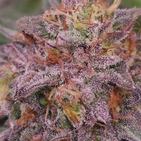 Dark Matter x Black Magic | Potion 🇺🇸