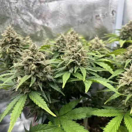 Forgotten Cookies by Mephisto