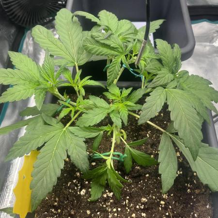 Frost Factory by Mephisto genetics