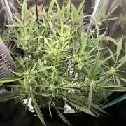 Strawberry Banana Auto +Autopot +Biotabs