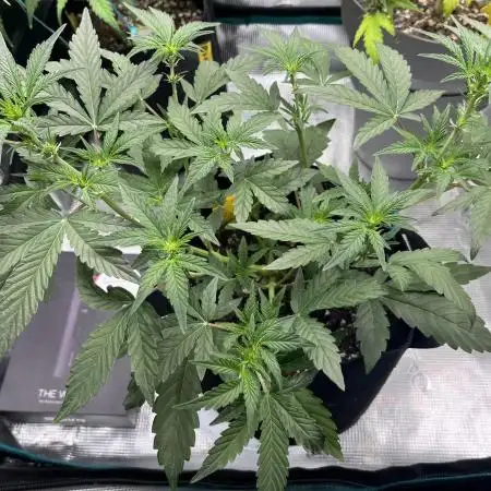 Gobstomper - Mephisto genetics