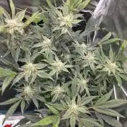 Frost Factory by Mephisto genetics