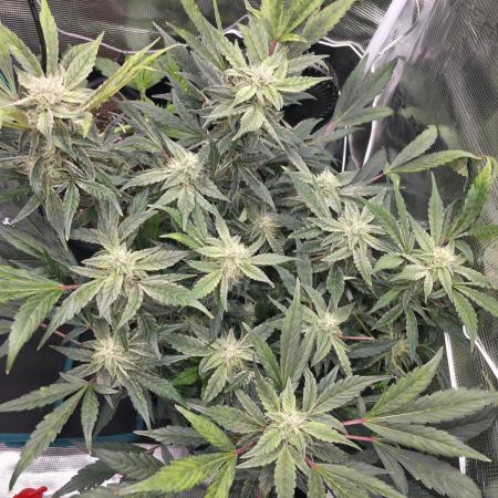 Frost Factory by Mephisto genetics