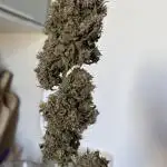 Gobstomper - Mephisto genetics