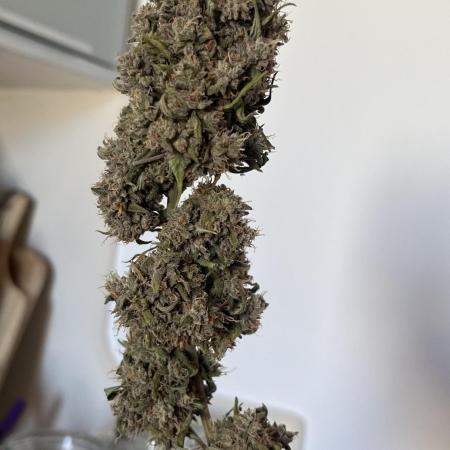 Gobstomper by Mephisto genetics