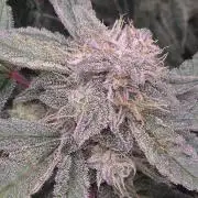 Frost Factory by Mephisto genetics
