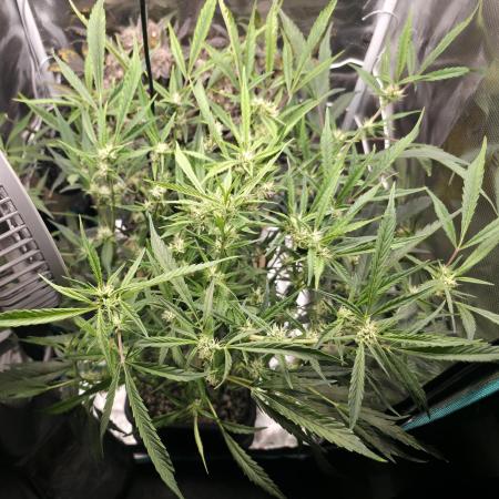 Strawberry Banana Auto +Autopot +Biotabs