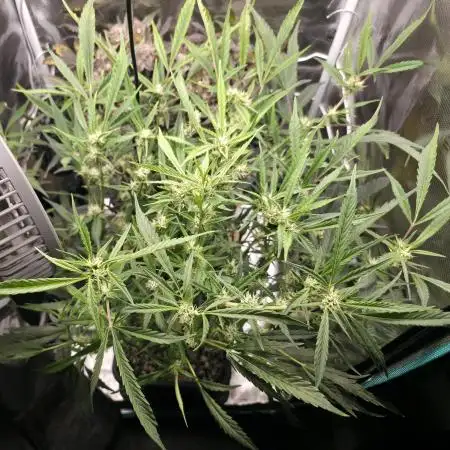 Strawberry Banana Auto +Autopot +Biotabs