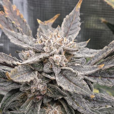 Frost Factory by Mephisto genetics