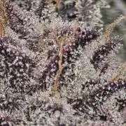 Frost Factory by Mephisto genetics