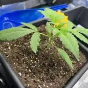 Frost Factory by Mephisto genetics