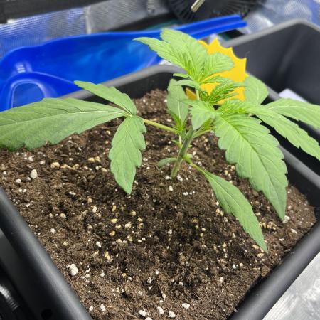 Frost Factory by Mephisto genetics