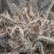 Frost Factory by Mephisto genetics