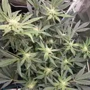 Frost Factory by Mephisto genetics