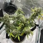 Gobstomper - Mephisto genetics