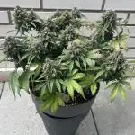 Forgotten Cookies by Mephisto