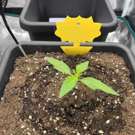 Frost Factory by Mephisto genetics