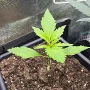 Strawberry Banana Auto +Autopot +Biotabs