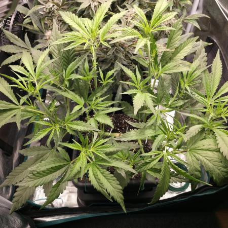 Strawberry Banana Auto +Autopot +Biotabs