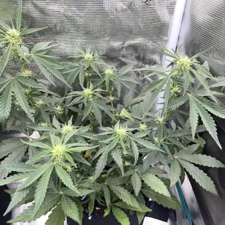 Gobstomper - Mephisto genetics