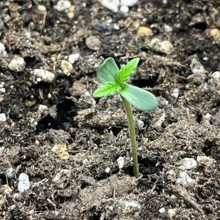 Strawberry Banana Auto +Autopot +Biotabs