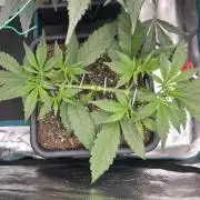Strawberry Banana Auto +Autopot +Biotabs