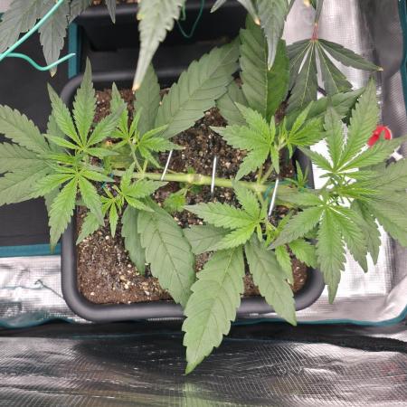 Strawberry Banana Auto +Autopot +Biotabs