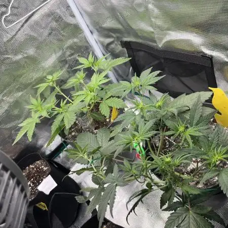 Forgotten Cookies by Mephisto