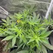 Frost Factory by Mephisto genetics