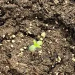 Frost Factory by Mephisto genetics