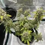 Gobstomper - Mephisto genetics