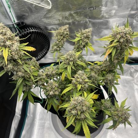 Gobstomper - Mephisto genetics