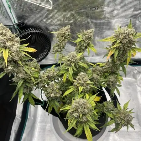 Gobstomper - Mephisto genetics
