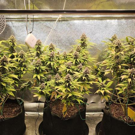 Black Muffin F1 2 Generation Steckling