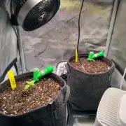 #4 Milky Way F1 & Girl Scout Cookies