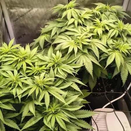 #3 - Gorilla Zkittlez & Blue Zushi