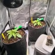 #4 - Milky Way F1 & Girl Scout Cookies