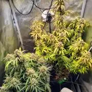 #4 - Milky Way F1 & Girl Scout Cookies