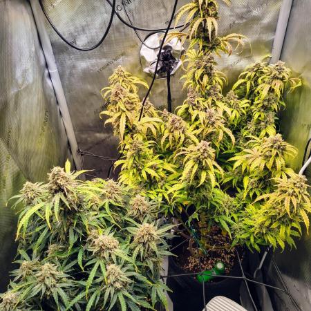#4 - Milky Way F1 & Girl Scout Cookies