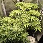 #3 - Gorilla Zkittlez & Blue Zushi