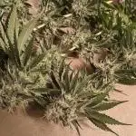 #3 - Gorilla Zkittlez & Blue Zushi