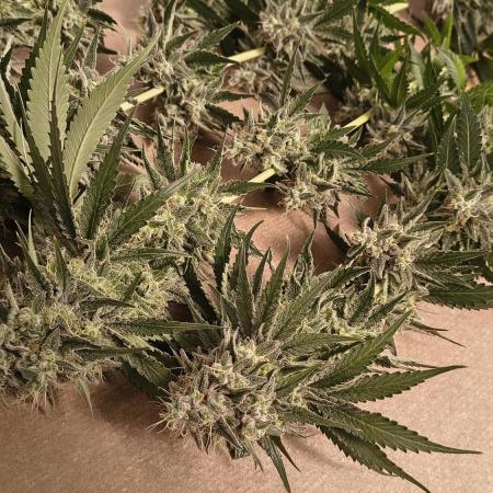 #3 - Gorilla Zkittlez & Blue Zushi