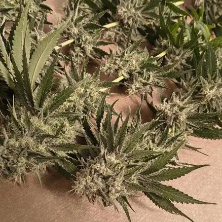 #3 - Gorilla Zkittlez & Blue Zushi