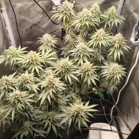 #3 - Gorilla Zkittlez & Blue Zushi