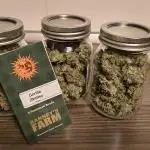#3 - Gorilla Zkittlez & Blue Zushi