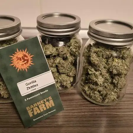 #3 - Gorilla Zkittlez & Blue Zushi