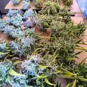 #4 - Milky Way F1 & Girl Scout Cookies
