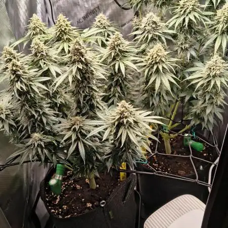 #3 - Gorilla Zkittlez & Blue Zushi