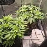 #3 - Gorilla Zkittlez & Blue Zushi